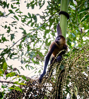 Chápan středoamerický (Spider monkey)