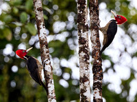 Datel světlezobý (Pale-billed Woodpecker)