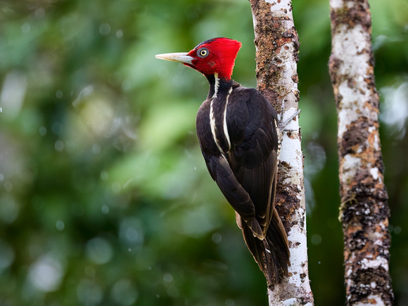 Datel světlezobý (Pale-billed Woodpecker)