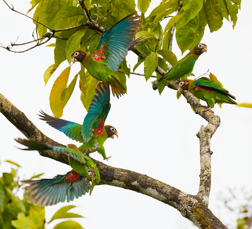 Amazónek hnědohlavý (Brown-hooded Parrot)