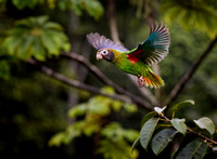 Amazónek hnědohlavý (Brown-hooded Parrot)
