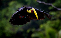Tukan žlutohrdlý (Yellow-throated Toucan)