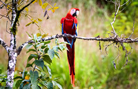 Ara arakanga (Scarlet macaw)