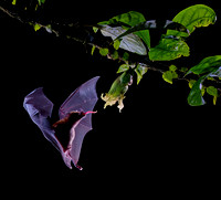 Listonos citrusový (Orange Nectar Bat)