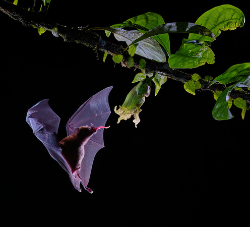 Listonos citrusový (Orange Nectar Bat)