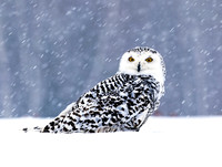 Snowy owl sitting on the snow. Winter scene with snowflakes in wind