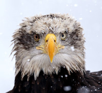 A beautiful american white-headed eagle portrait