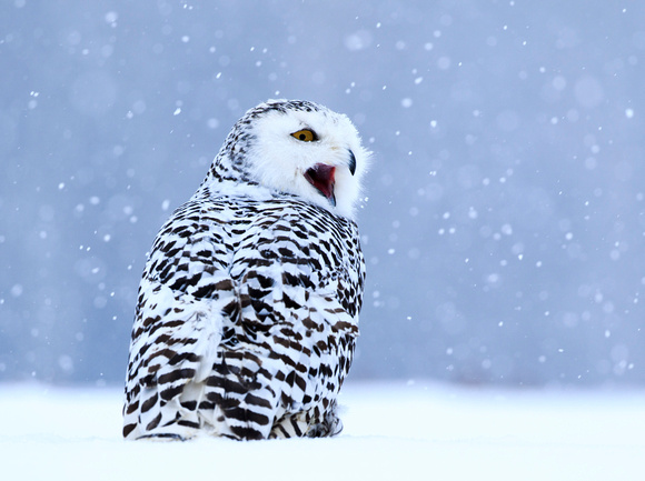 Snowy owl sitting on the snow. Winter scene with snowflakes in w