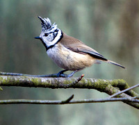 Wildlife Birds 2012