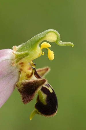 Ophrys apifera - Tořič včelonosný